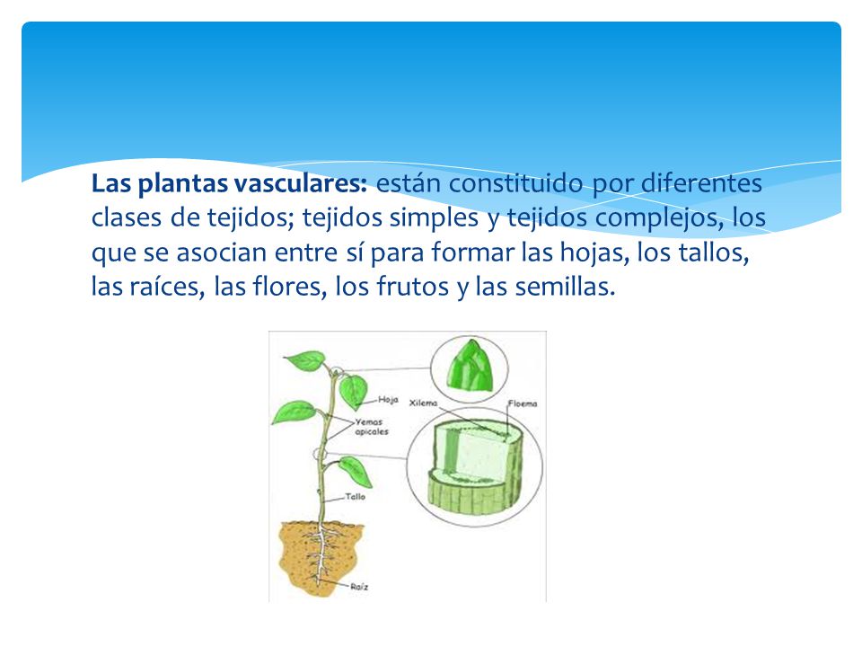 como se da la circulacion en las plantas vasculares